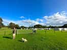 Dog facilities