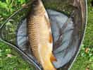 Fish from lake
