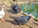 Some of the farm animals