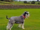 Happy schnauzer
