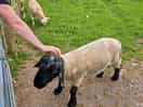 Sheep!