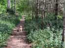 Kings forest
