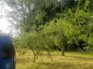 Plum trees