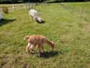 Mother and cria at campsite
