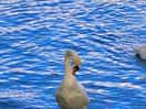 Swan enjoying the lake