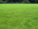 Dog walking field