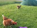 Chickens