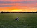 Dog field