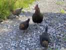 Free range chickens