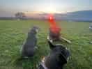 The dogs relaxing by the fire watching the sunset