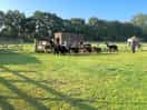 Hearding the alpaca’s back into their homes