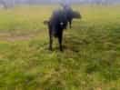 Cows next door