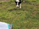 Throw please
