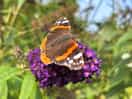 A red admiral