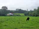 The site fom a neighbouring field with lincoln red cattle.