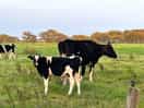 Cows on the farm.