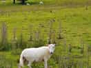 Curiois sheep