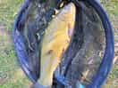 Plenty of lovely tench and big carp