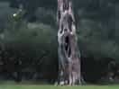 Scary tree