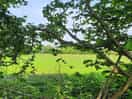 View from the site.