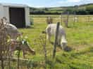 Alpaca