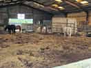 Horse in stables