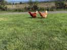 The chickens roaming free in the morning.