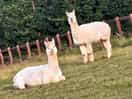 Our alpaca neighbours