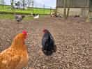 We loved chilling by the chickens!