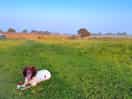Dog friendly