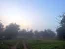 The orchards