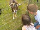 Both looking at the goats