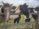 Campsite overlooks fields with horses