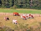 Cows