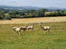 Alpacas