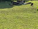 Field in front with cows