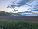 Misty evening over the dog walking field