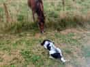 Doug made friends with the horse in the adjacent field
