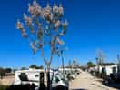 Pitch large enough for canopy and table