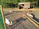 Parc des animaux