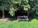 The picnic bench and woodland area on pitch 1