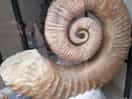 Weymouth fossil shop