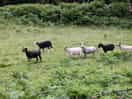 Neighbours in next field.