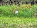 Herons bum