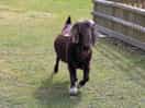 Animals on site