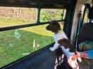 Springer spaniel puppy enjoying the view
