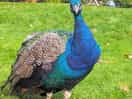 Dartmoor zoo