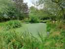 Peaceful pond area.