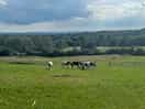 Horses regularly come up to the fence to say hello. very friendly!