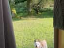 The view from the door into the beautiful trees